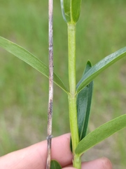 Gentiana pneumonanthe
