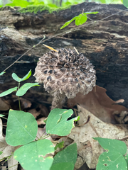 Strobilomyces strobilaceus