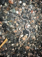 Lampropeltis triangulum