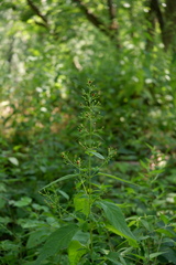 Scrophularia