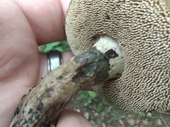 Sarcodon atroviridis