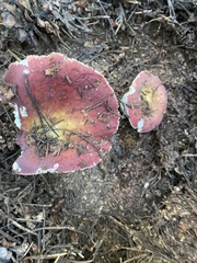 Russula xerampelina