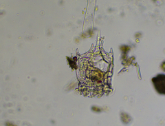 Plationus patulus