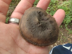 Sarcodon atroviridis