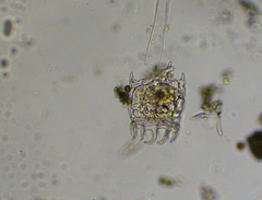 Plationus patulus