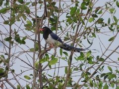 Urocissa erythroryncha