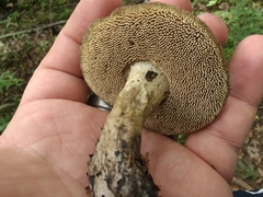 Sarcodon atroviridis