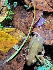 Hyla squirella