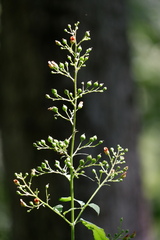Scrophularia