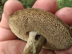 Sarcodon atroviridis