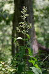 Scrophularia