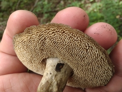 Sarcodon atroviridis