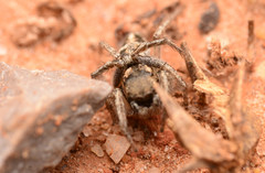 Habronattus borealis
