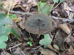 Sarcodon atroviridis