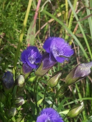 Gentianopsis crinita