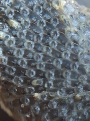 Bryozoa