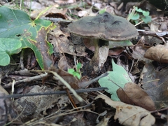 Sarcodon atroviridis