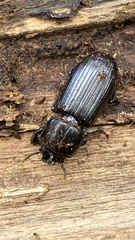 Aulacocyclus