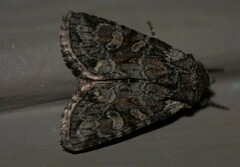 Lacinipolia strigicollis