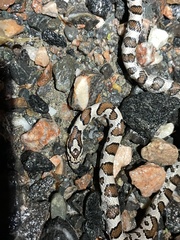 Lampropeltis triangulum