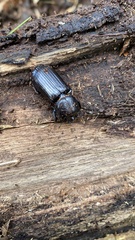 Aulacocyclus