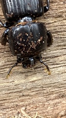 Aulacocyclus