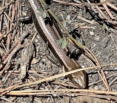 Plestiodon skiltonianus