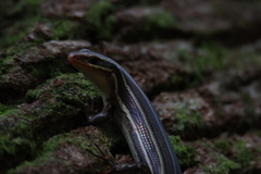 Plestiodon