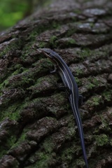 Plestiodon