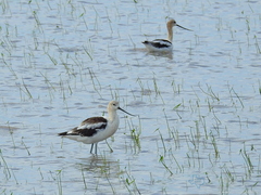 Recurvirostra americana