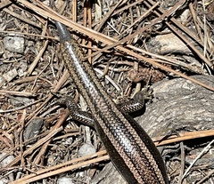 Plestiodon skiltonianus