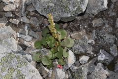 Oxyria digyna
