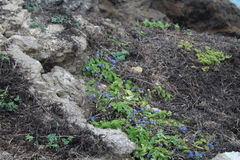 Jacquemontia pentanthos