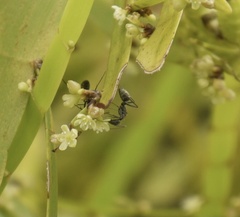 Camponotus