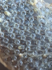 Bryozoa