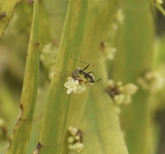 Camponotus