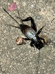 Gryllus