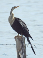 Anhinga anhinga