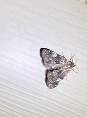Elophila