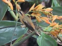 Phaethornis striigularis