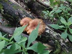 Pholiota squarrosoides