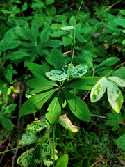 Phytomyza minuscula group