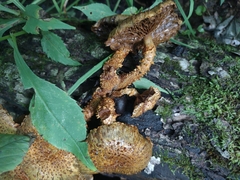 Pholiota squarrosoides