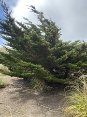 Cupressus macrocarpa