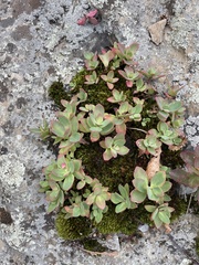 Hylotelephium telephioides