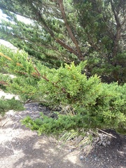 Cupressus macrocarpa