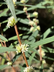 Pimelea axiflora axiflora