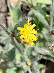 Hieracium scouleri