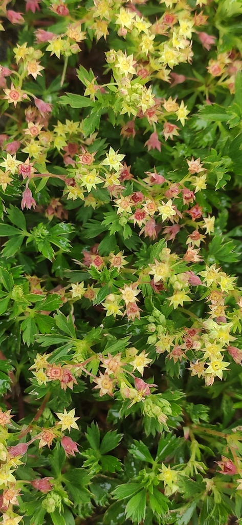 Alchemilla vulcanica