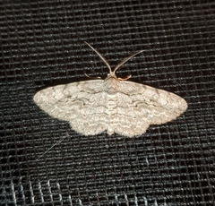 Anavitrinella pampinaria